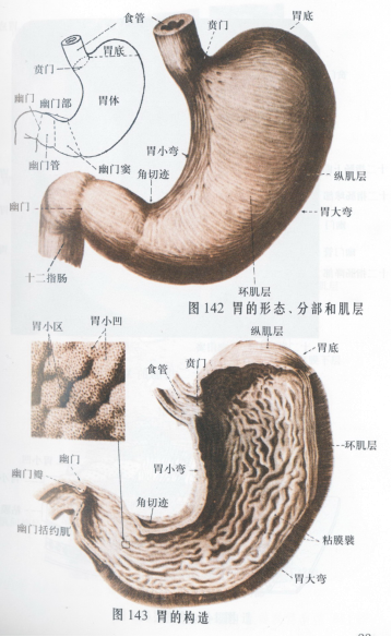 中西结合科开创难治性胃病中医特色治疗方法